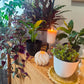 Wandering Dude | Indoor Plant