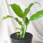Peace Lily | Indoor Plant